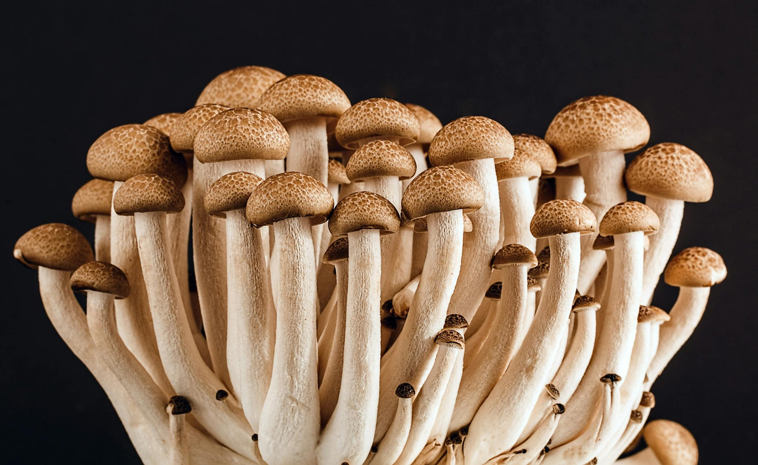 Why Functional Mushrooms Are the Future of Mental Wellness