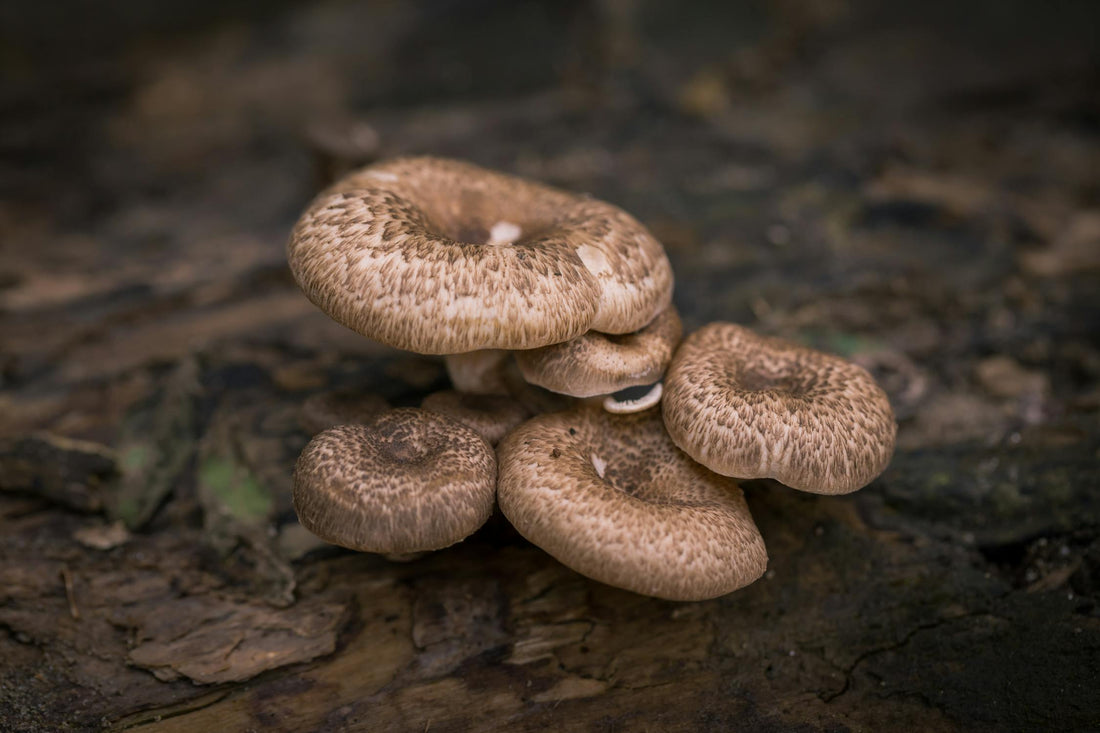 From Soil to Supplement: How Bali Mushroom Creates Pure Extracts