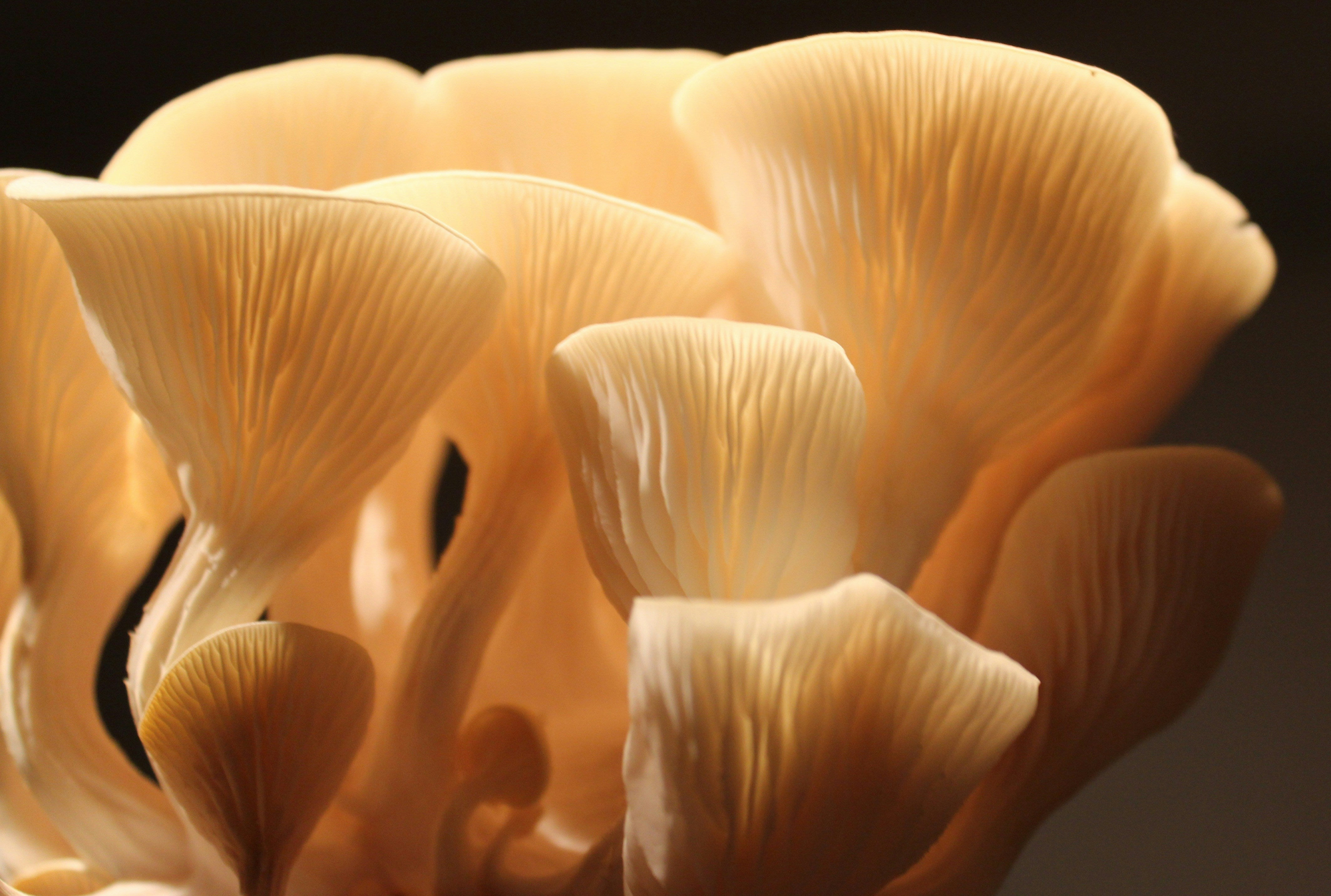 Bali Mushroom Co. hero image